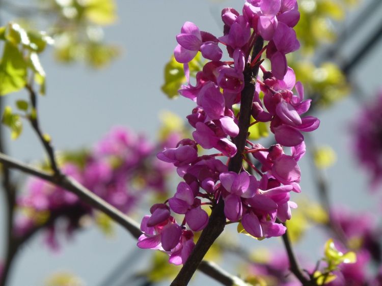 Fonds d'cran Nature Fleurs un arbre nommé judée