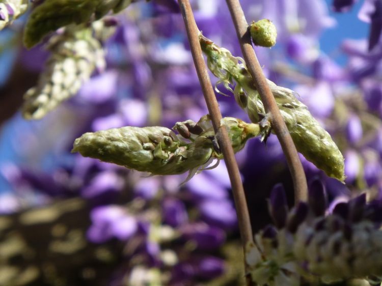 Fonds d'cran Nature Fleurs le violet lui va si bien