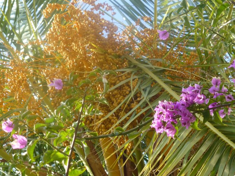 Fonds d'cran Nature Arbres - Forts un palmier bien accompagné