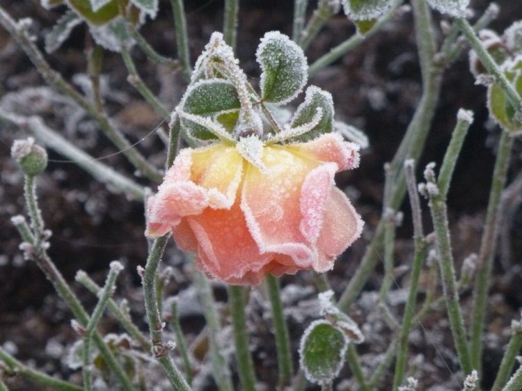 Wallpapers Nature Flowers le givre vous va si bien mademoiselle