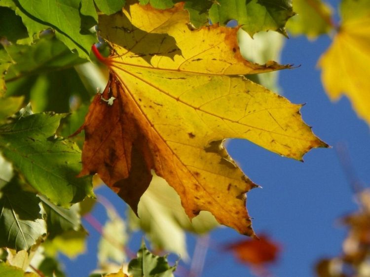 Fonds d'cran Nature Feuilles - Feuillages un automne d'amour