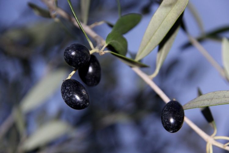 Wallpapers Nature Fruits un quatuor de choc