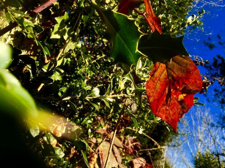 Fonds d'cran Nature Feuilles - Feuillages rouge de bonheur