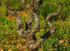  Nature Au coeur de la vigne