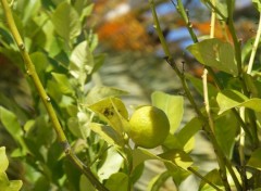  Nature un citron dans les airs