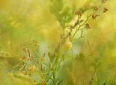  Nature au delà de l'étrange