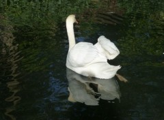  Animals le cygne des temps