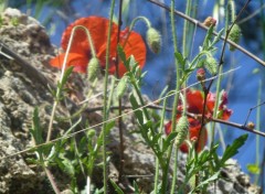  Nature coquelicots mes amours