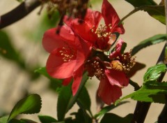  Nature trois prunus dans la place