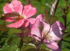  Nature des roses en fte