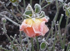  Nature le givre vous va si bien mademoiselle