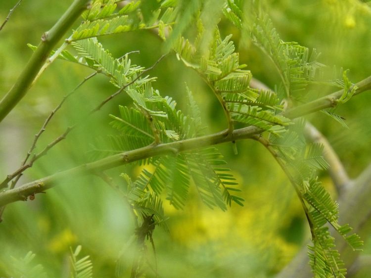 Fonds d'cran Nature Feuilles - Feuillages verts de bonheur