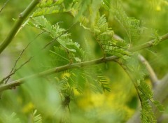  Nature verts de bonheur