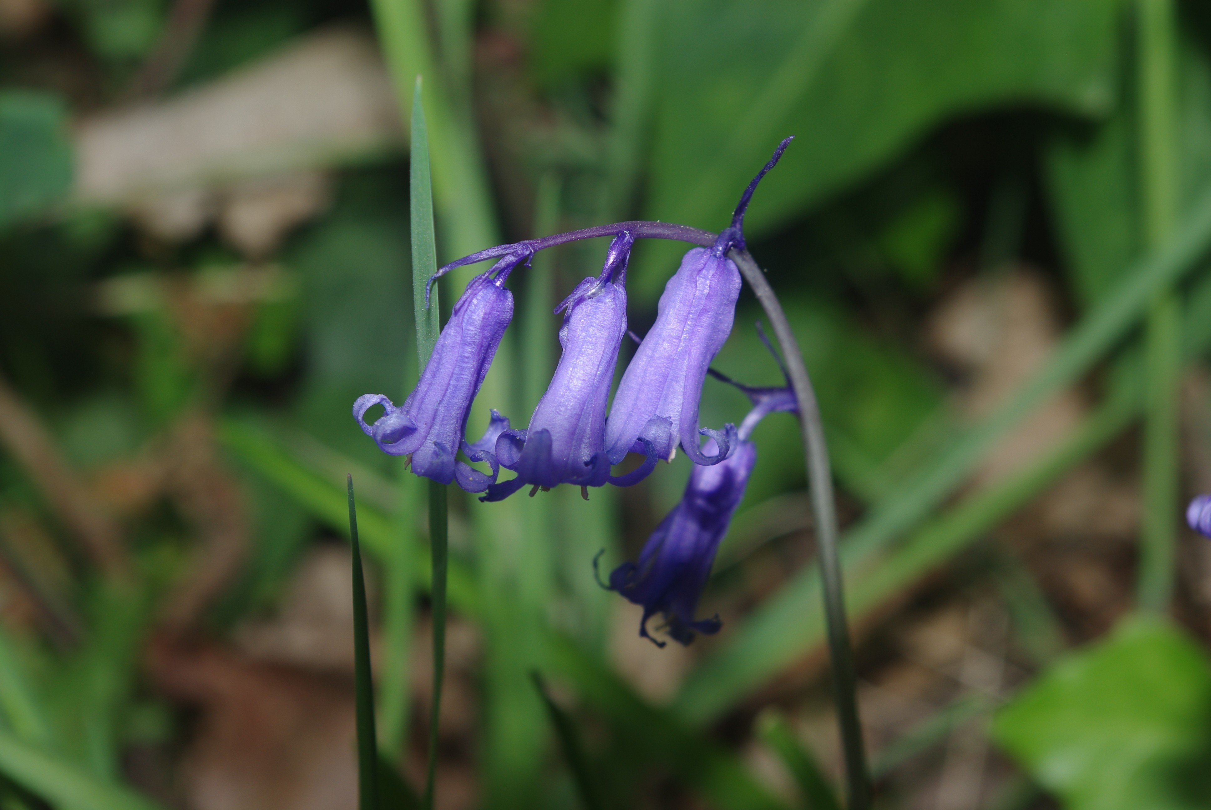 Fonds d'cran Nature Fleurs 