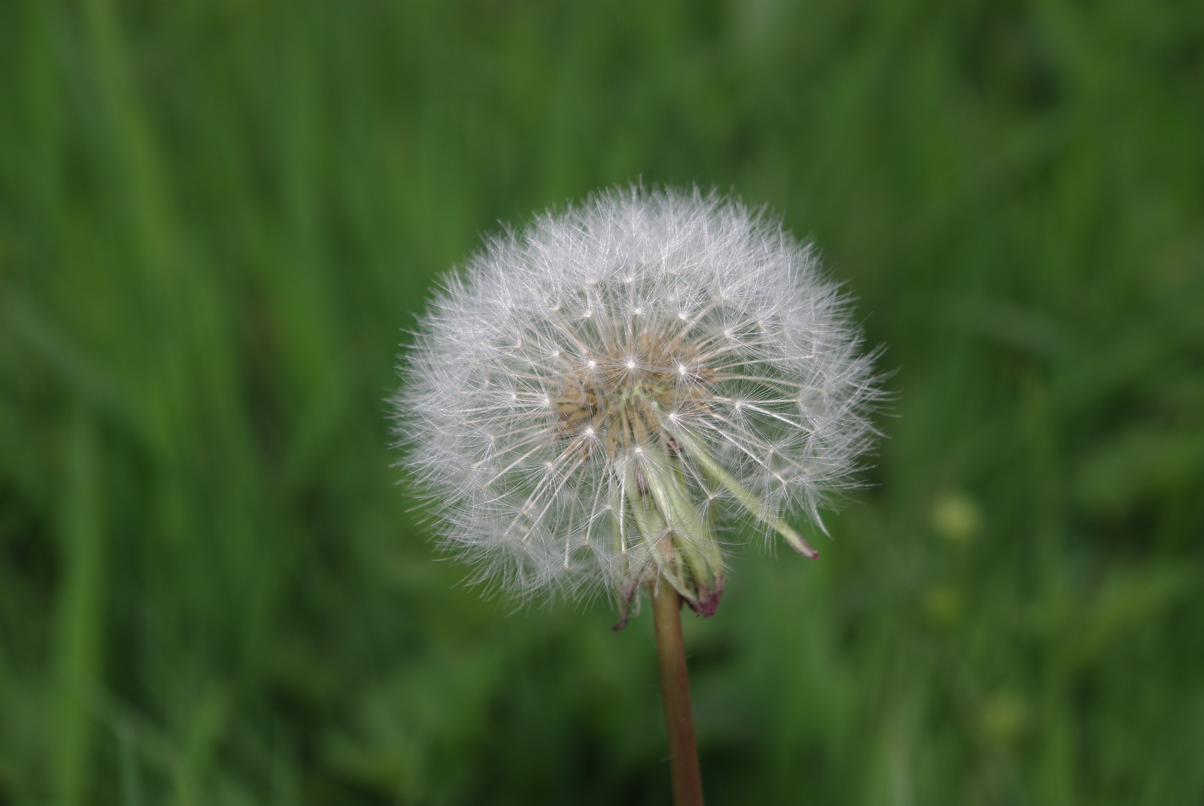 Fonds d'cran Nature Fleurs 