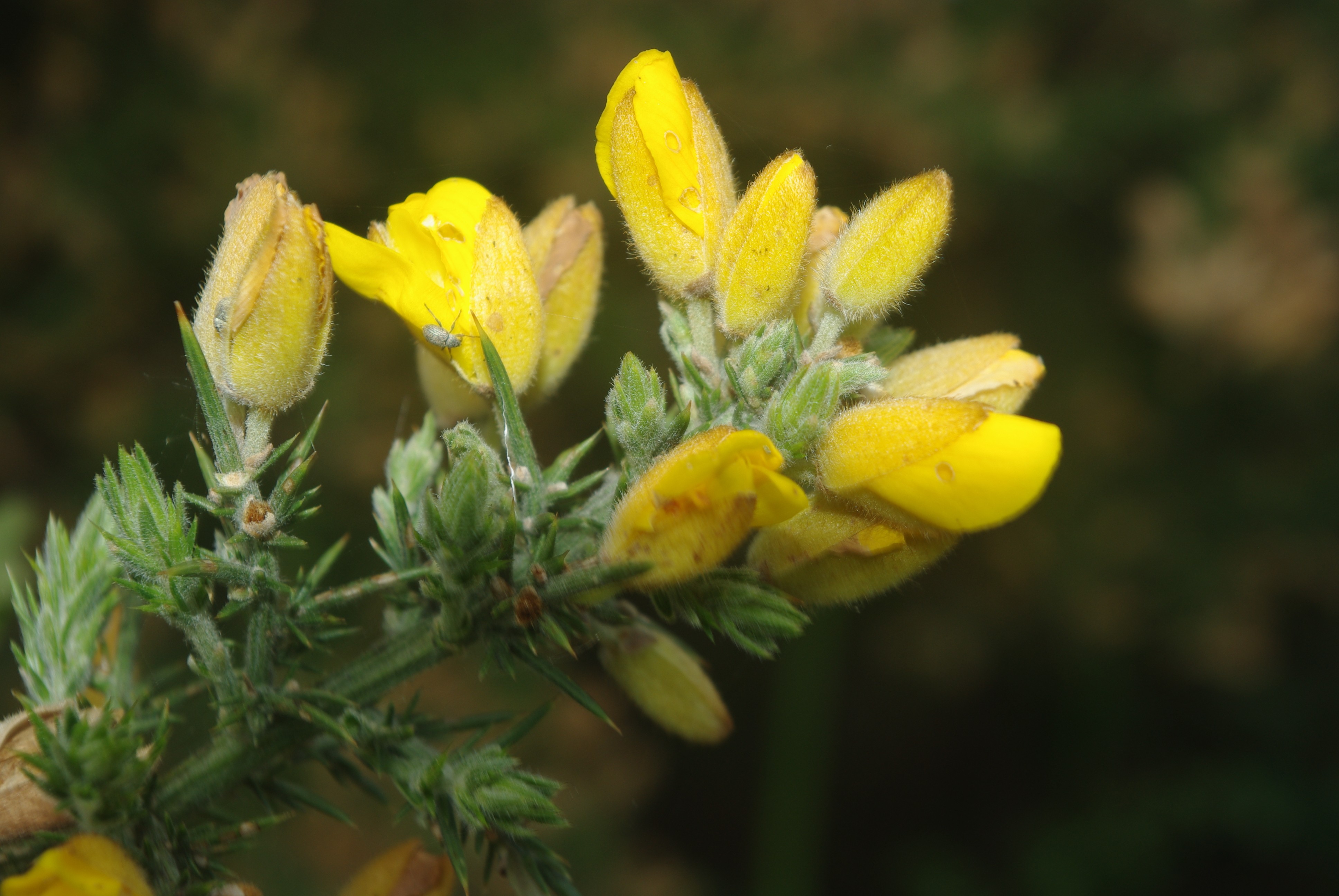 Fonds d'cran Nature Fleurs 