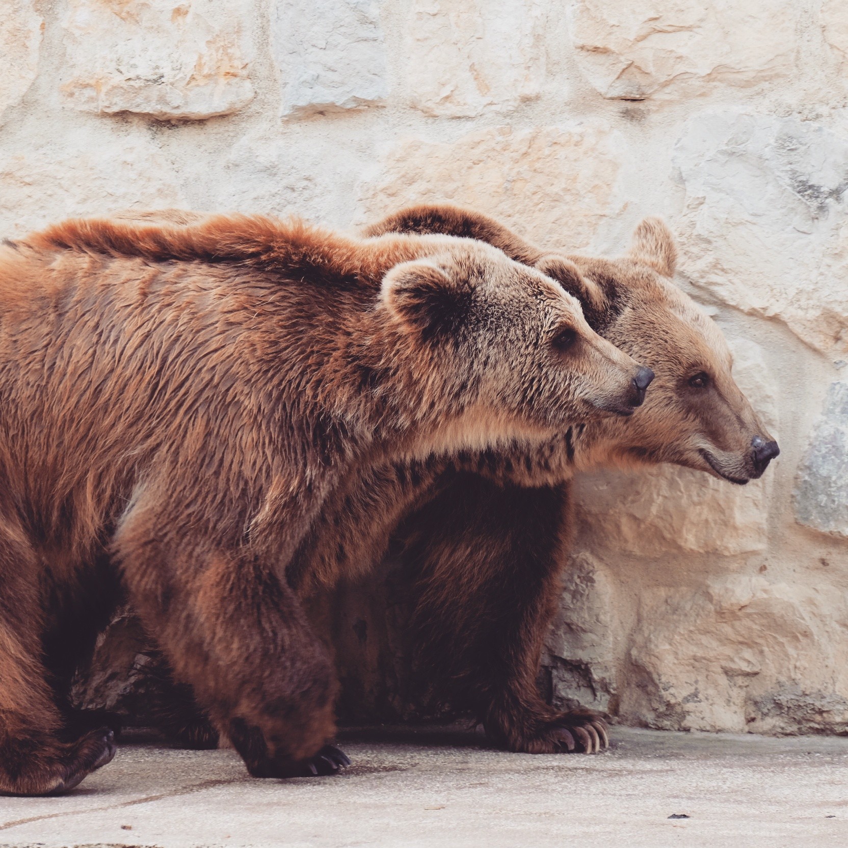 Fonds d'cran Animaux Ours 