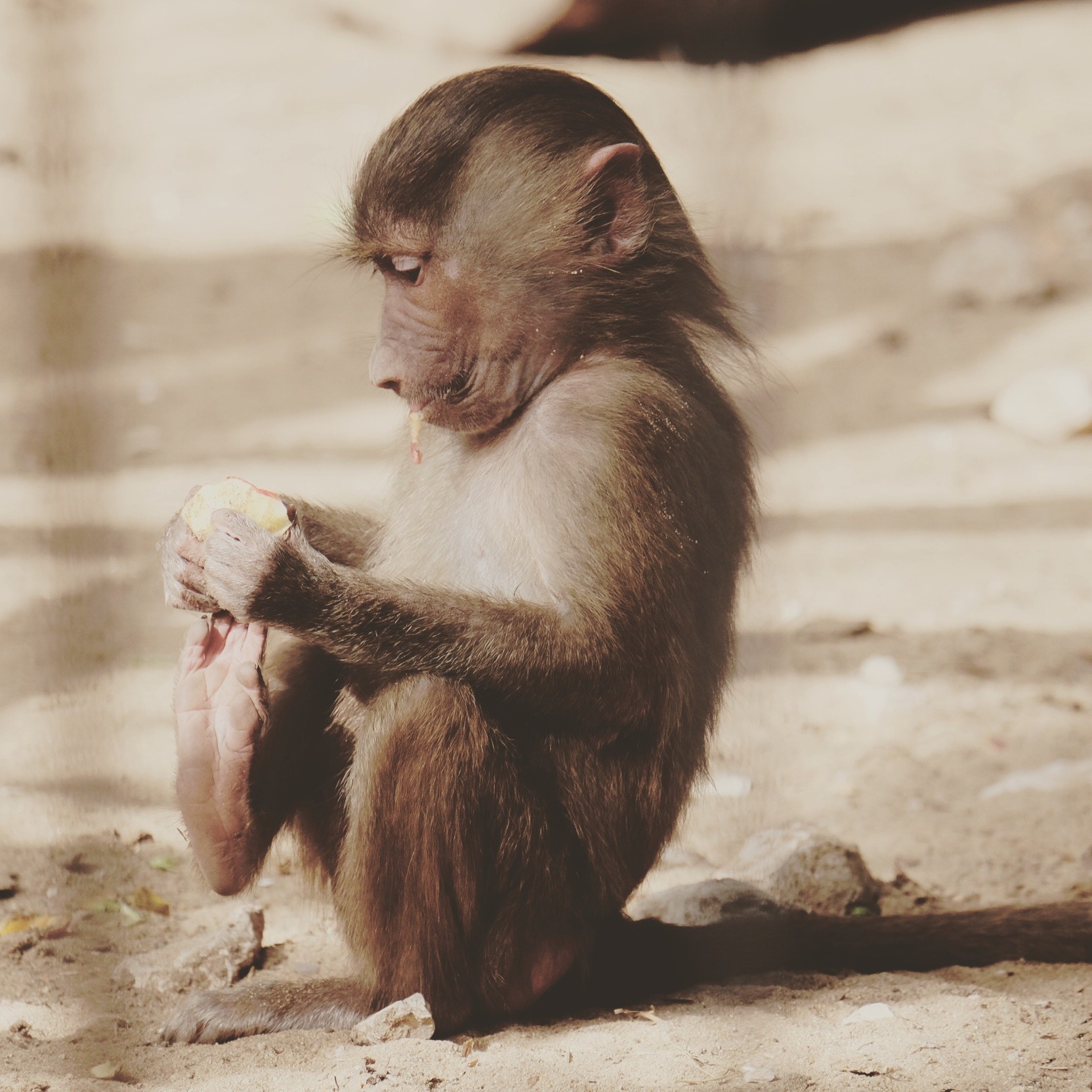 Fonds d'cran Animaux Singes 