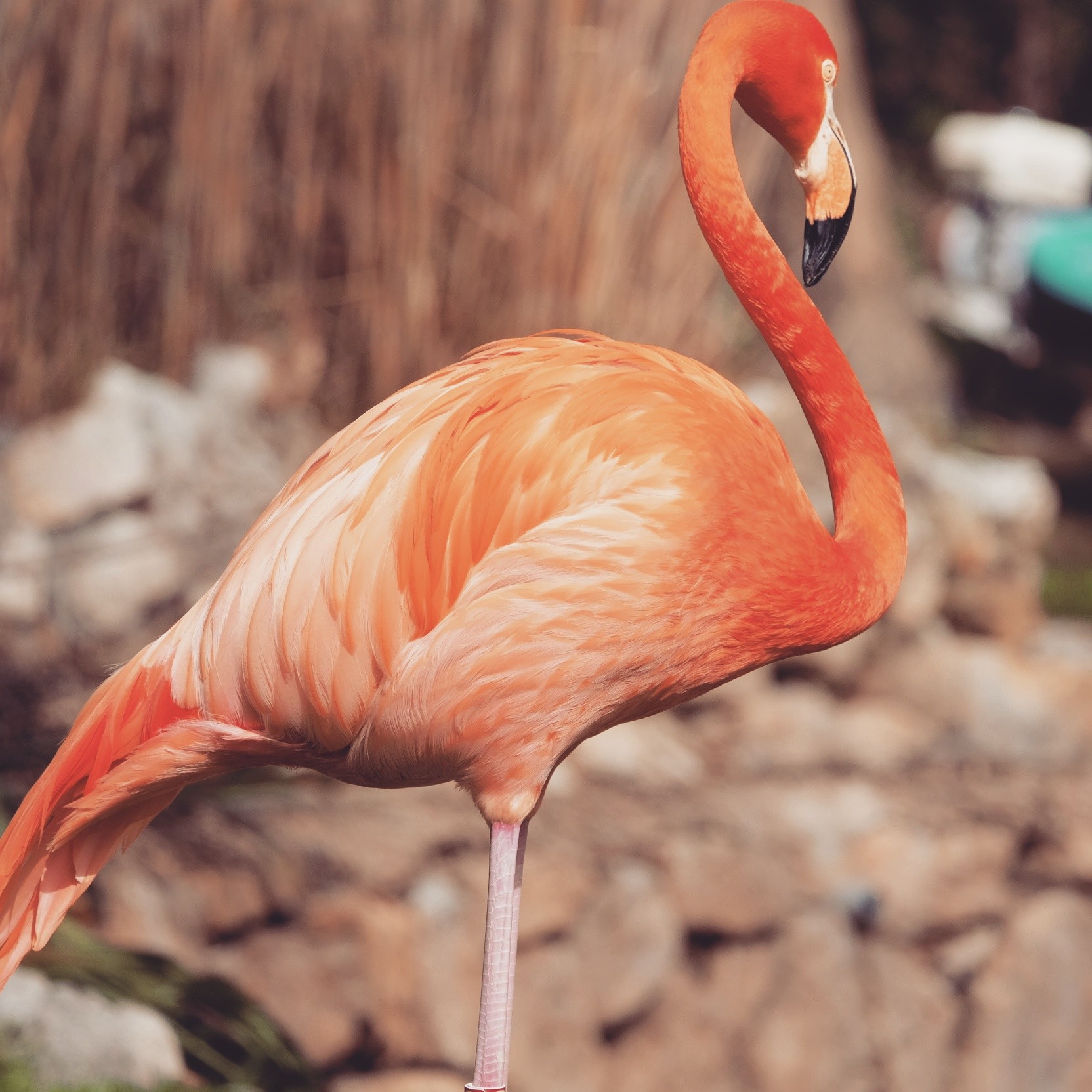 Wallpapers Animals Birds - Flamingos 