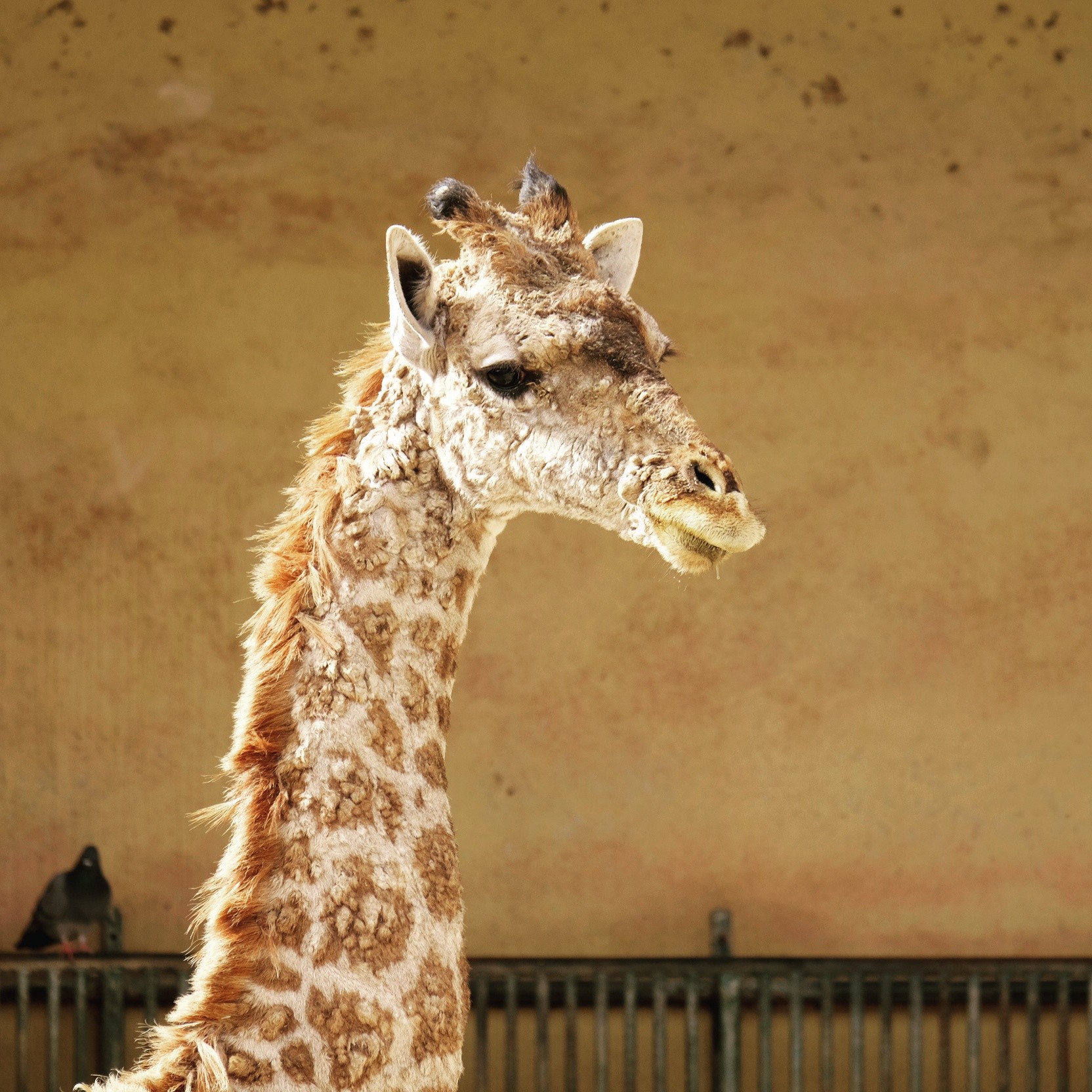 Fonds d'cran Animaux Girafes 