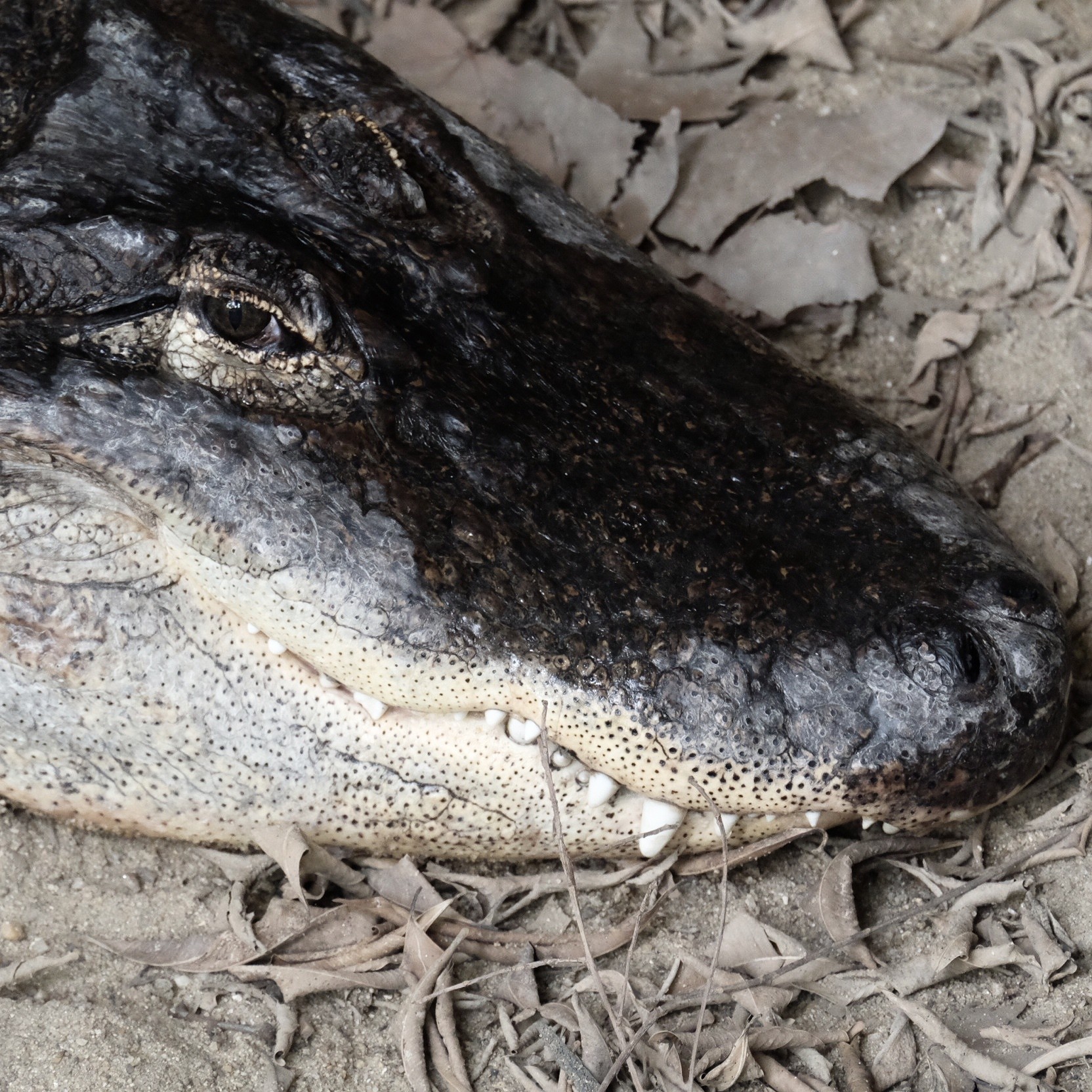 Fonds d'cran Animaux Crocodiles - Alligators - Camans 