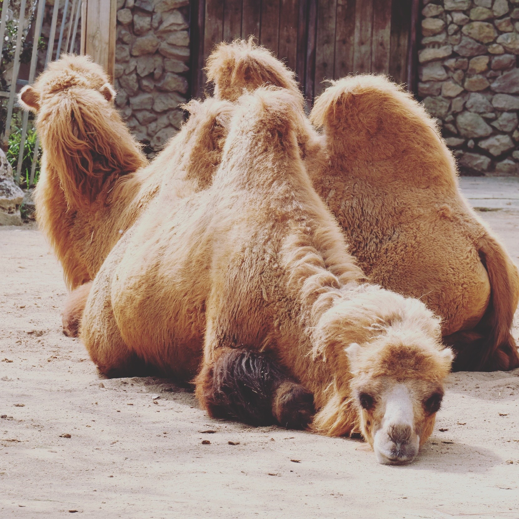 Fonds d'cran Animaux Dromadaires - Chameaux 