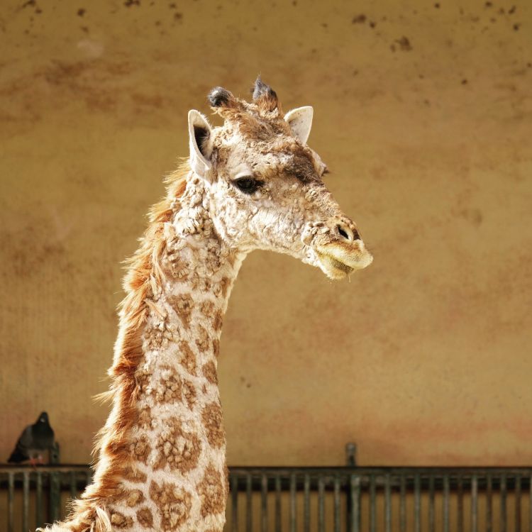 Fonds d'cran Animaux Girafes Wallpaper N445891