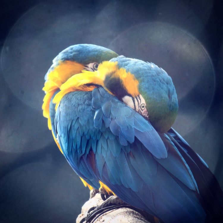 Wallpapers Animals Birds - Parrots Wallpaper N445903