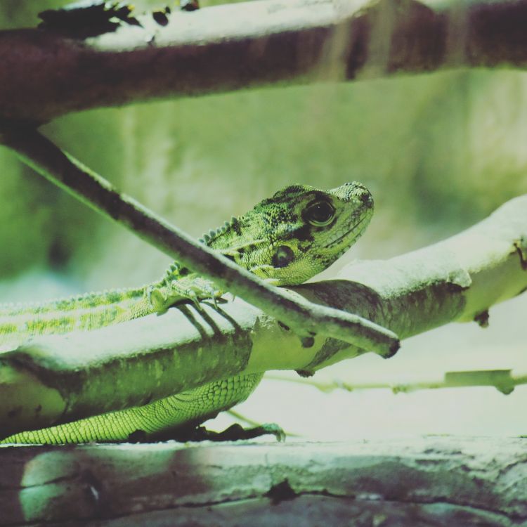 Fonds d'cran Animaux Lzards - Iguanes Wallpaper N445912