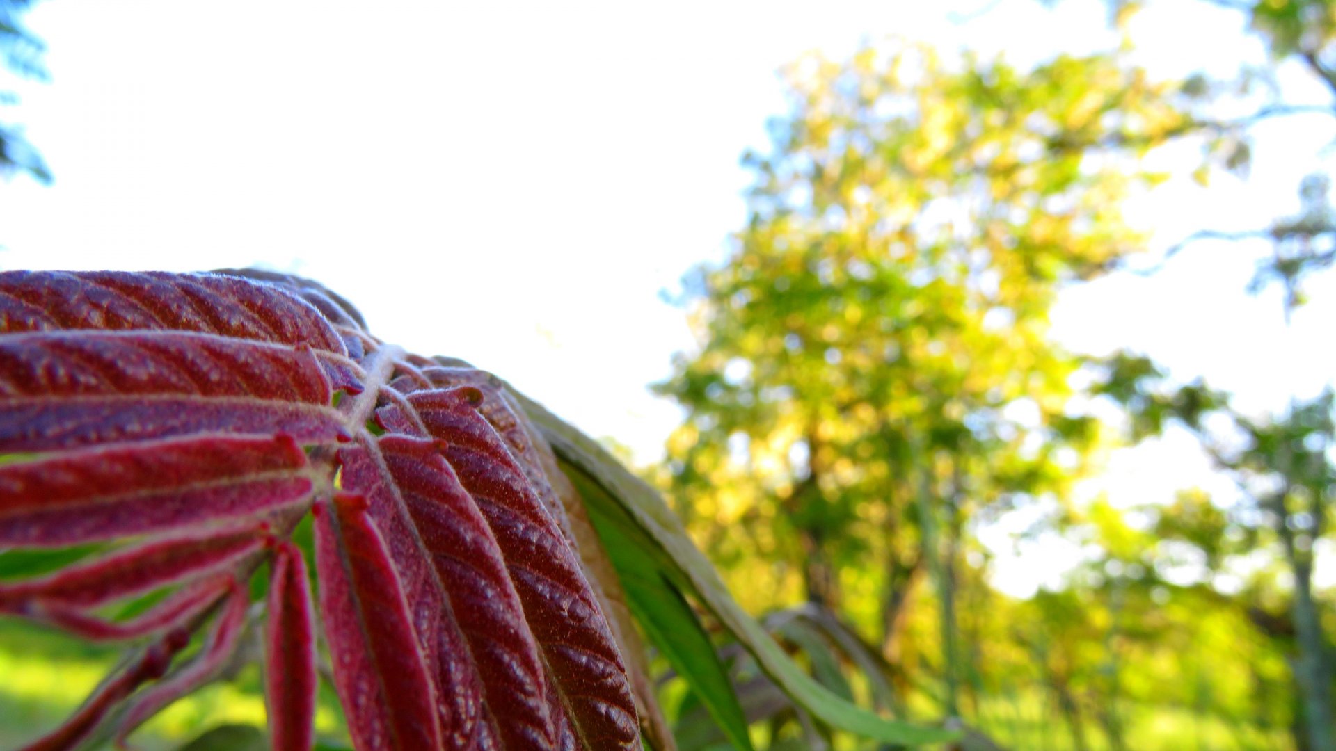 Fonds d'cran Nature Feuilles - Feuillages 