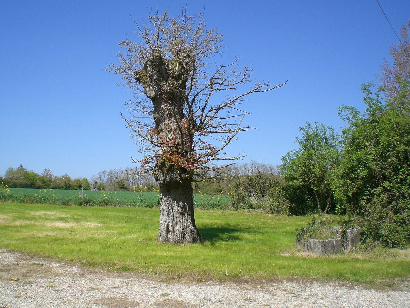 Fonds d'cran Nature Arbres - Forts 