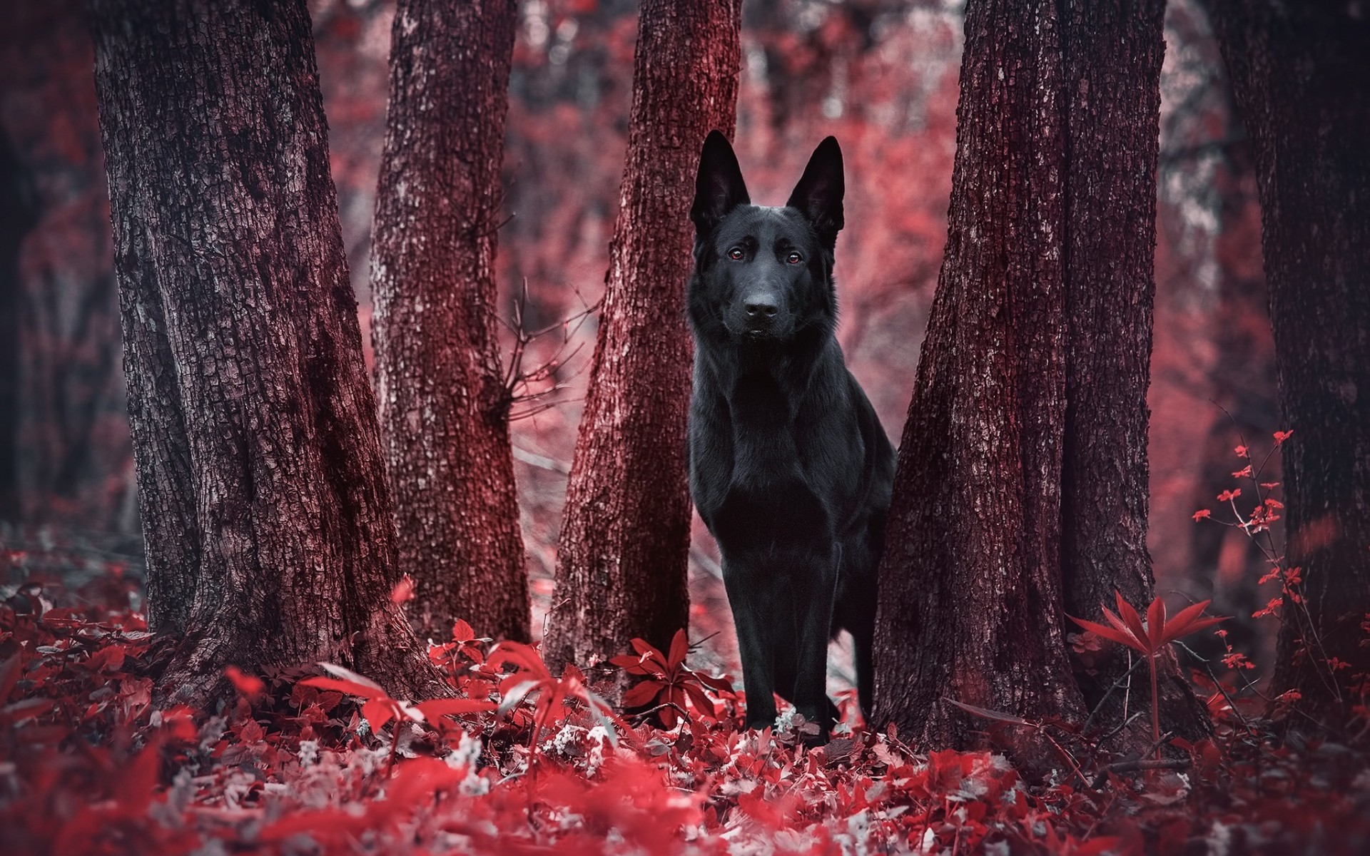 Fonds d'cran Animaux Chiens 