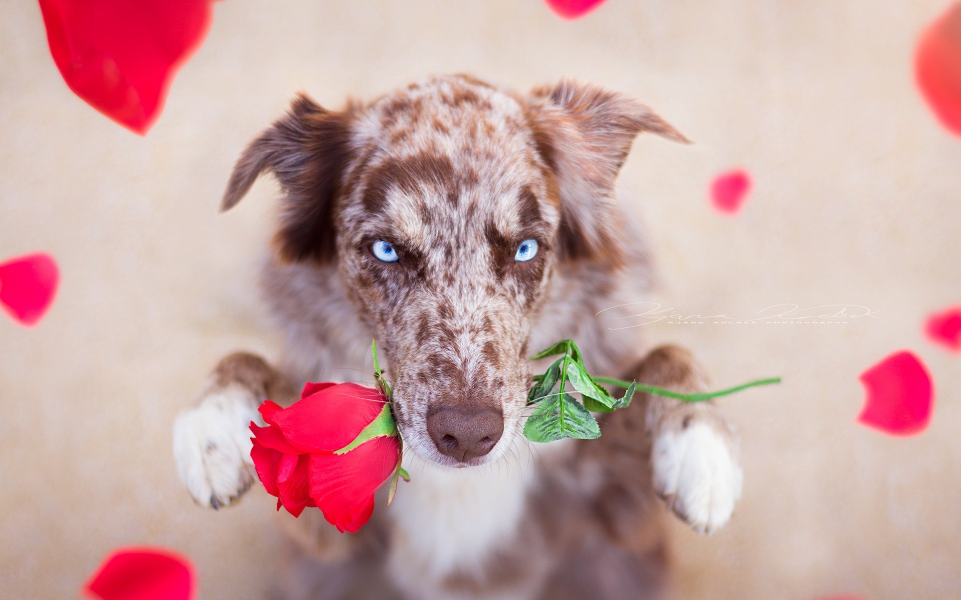 Fonds d'cran Animaux Chiens 