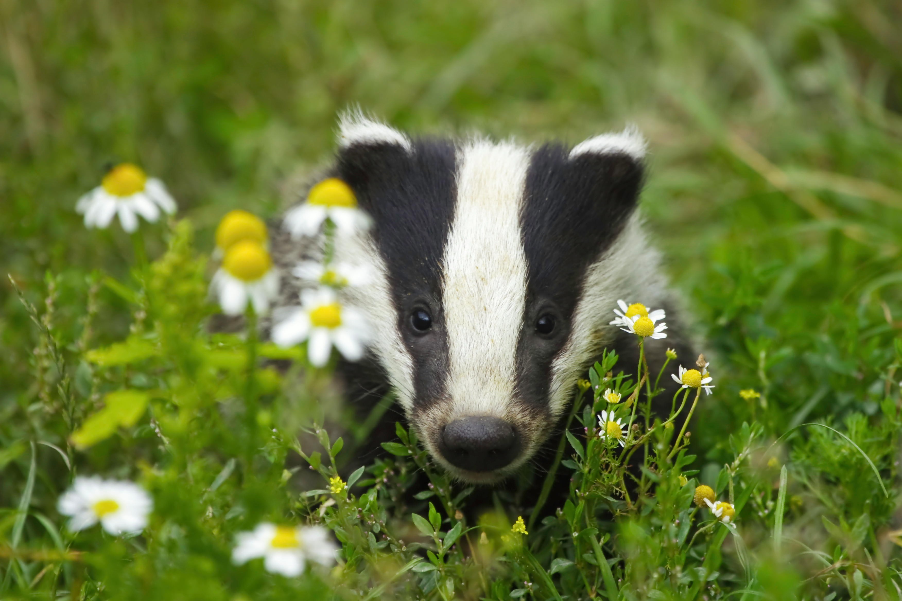 Wallpapers Animals Badger 