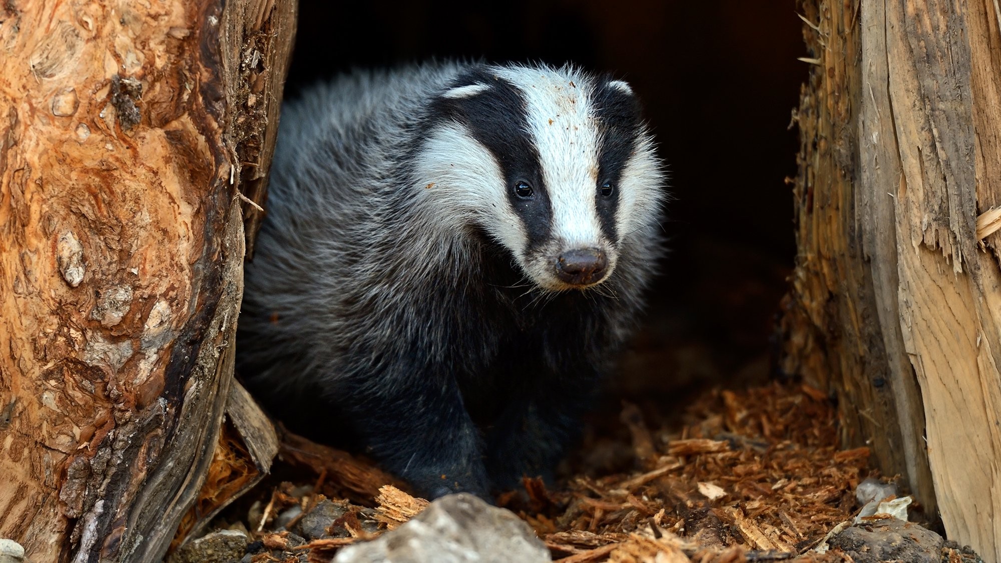 Fonds d'cran Animaux Blaireau 