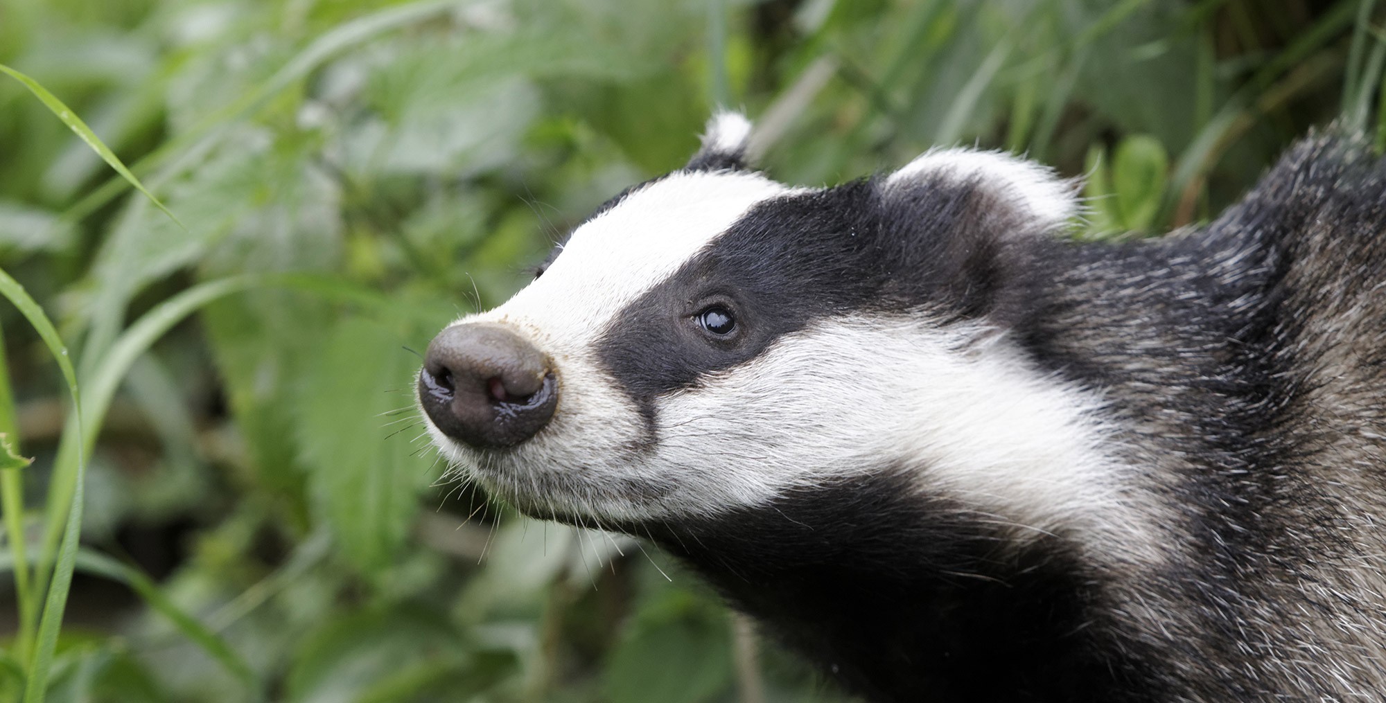 Wallpapers Animals Badger 