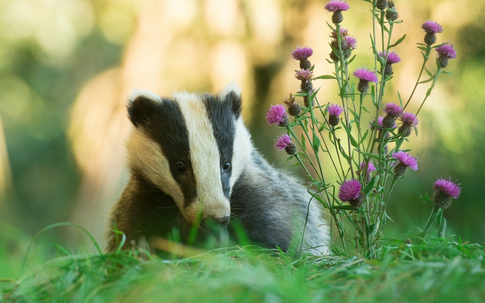 Wallpapers Animals Badger 