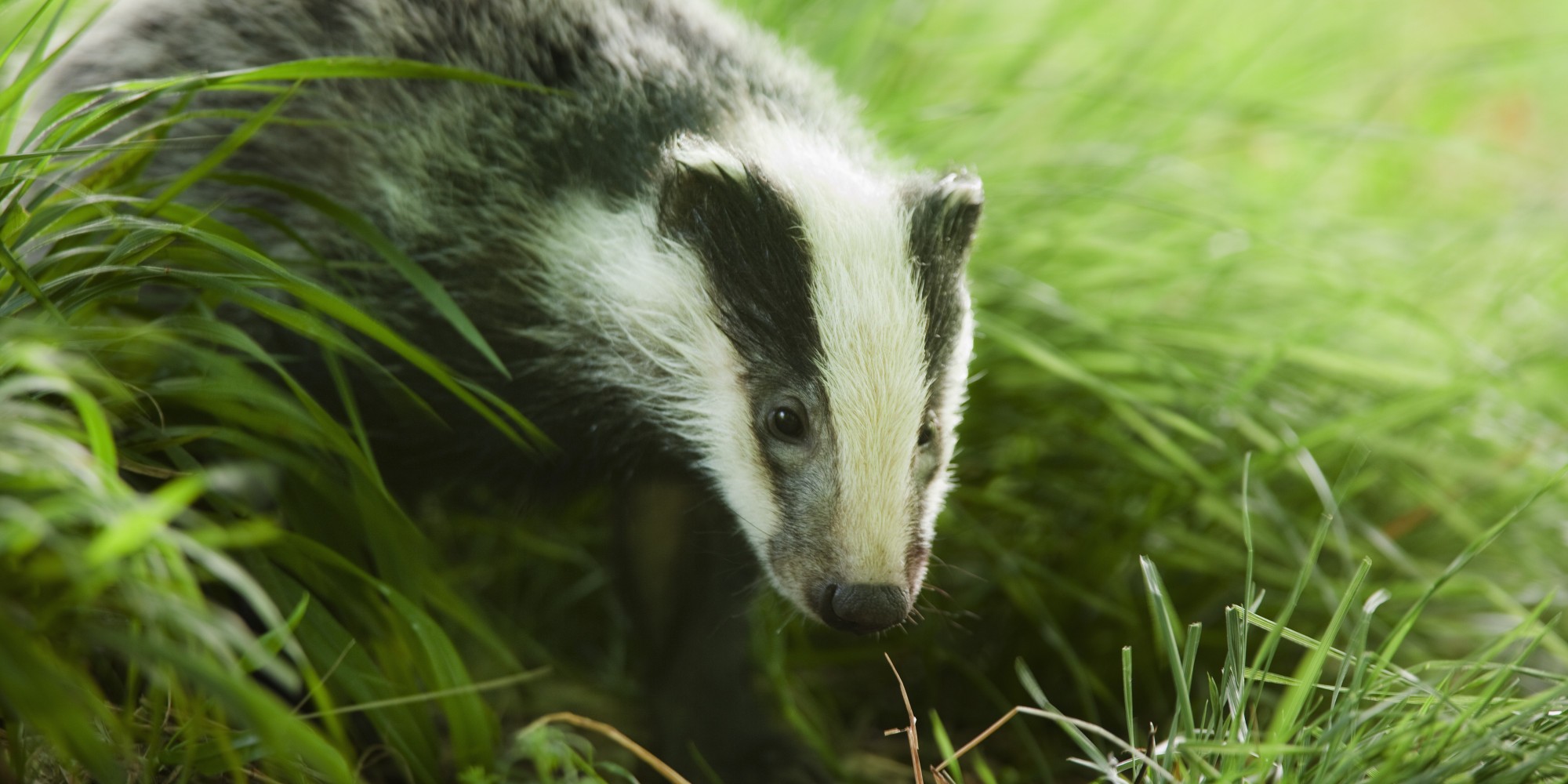 Fonds d'cran Animaux Blaireau 