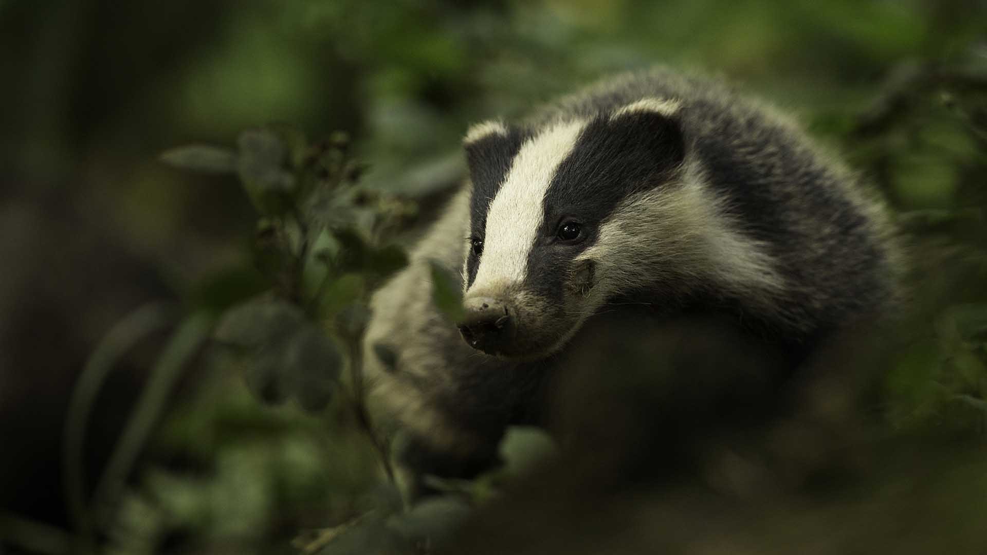 Wallpapers Animals Badger 