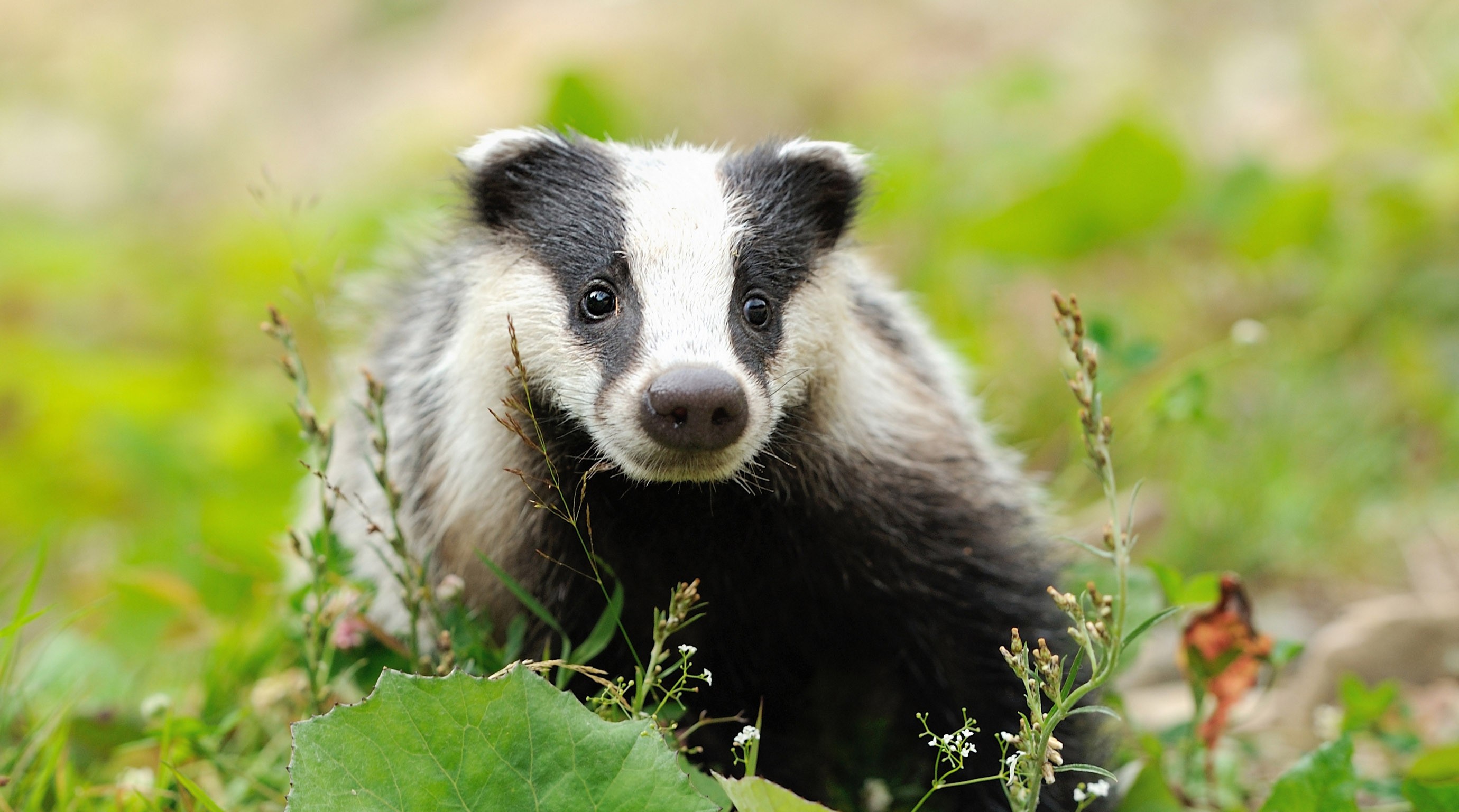 Fonds d'cran Animaux Blaireau 