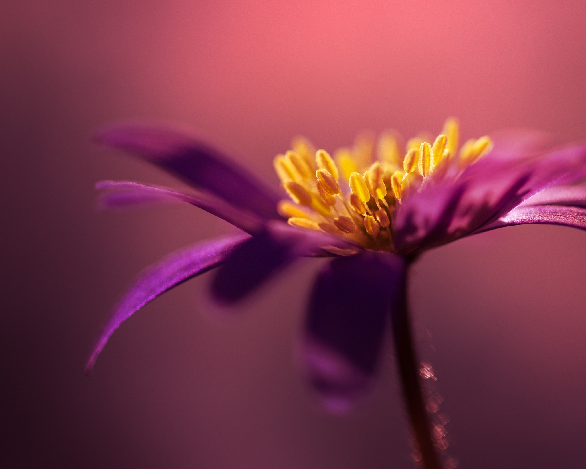 Fonds d'cran Nature Fleurs 