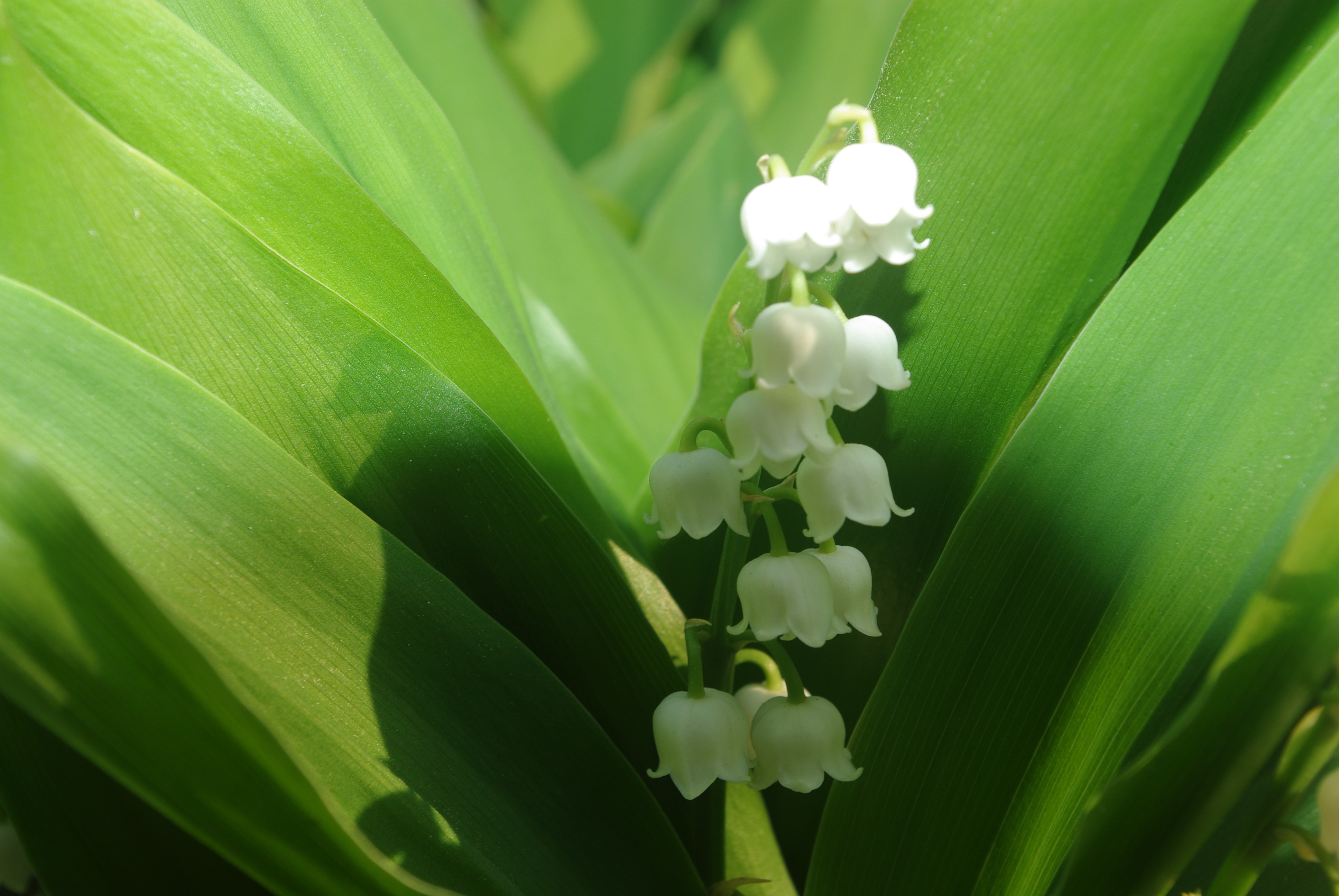 Wallpapers Nature Flowers 