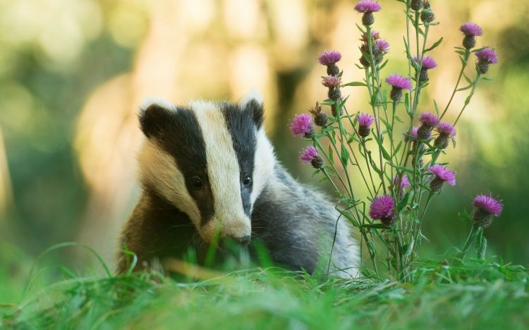 Wallpapers Animals Badger Wallpaper N446136