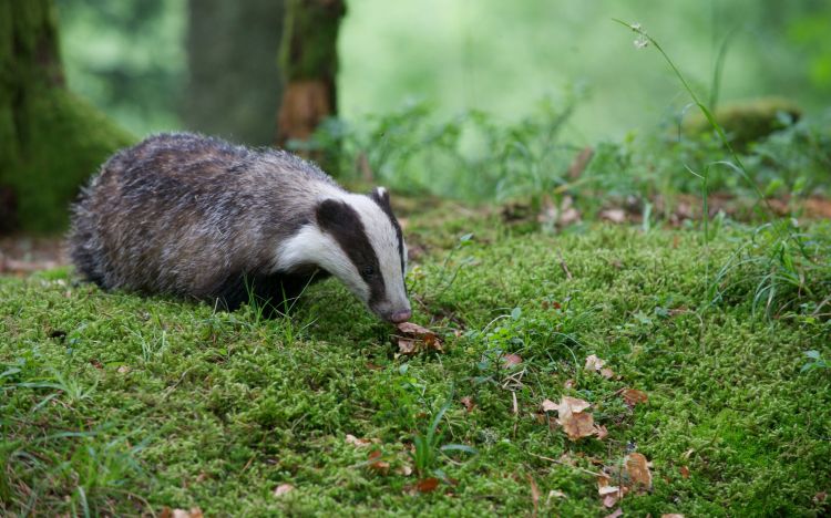 Wallpapers Animals Badger Wallpaper N446137