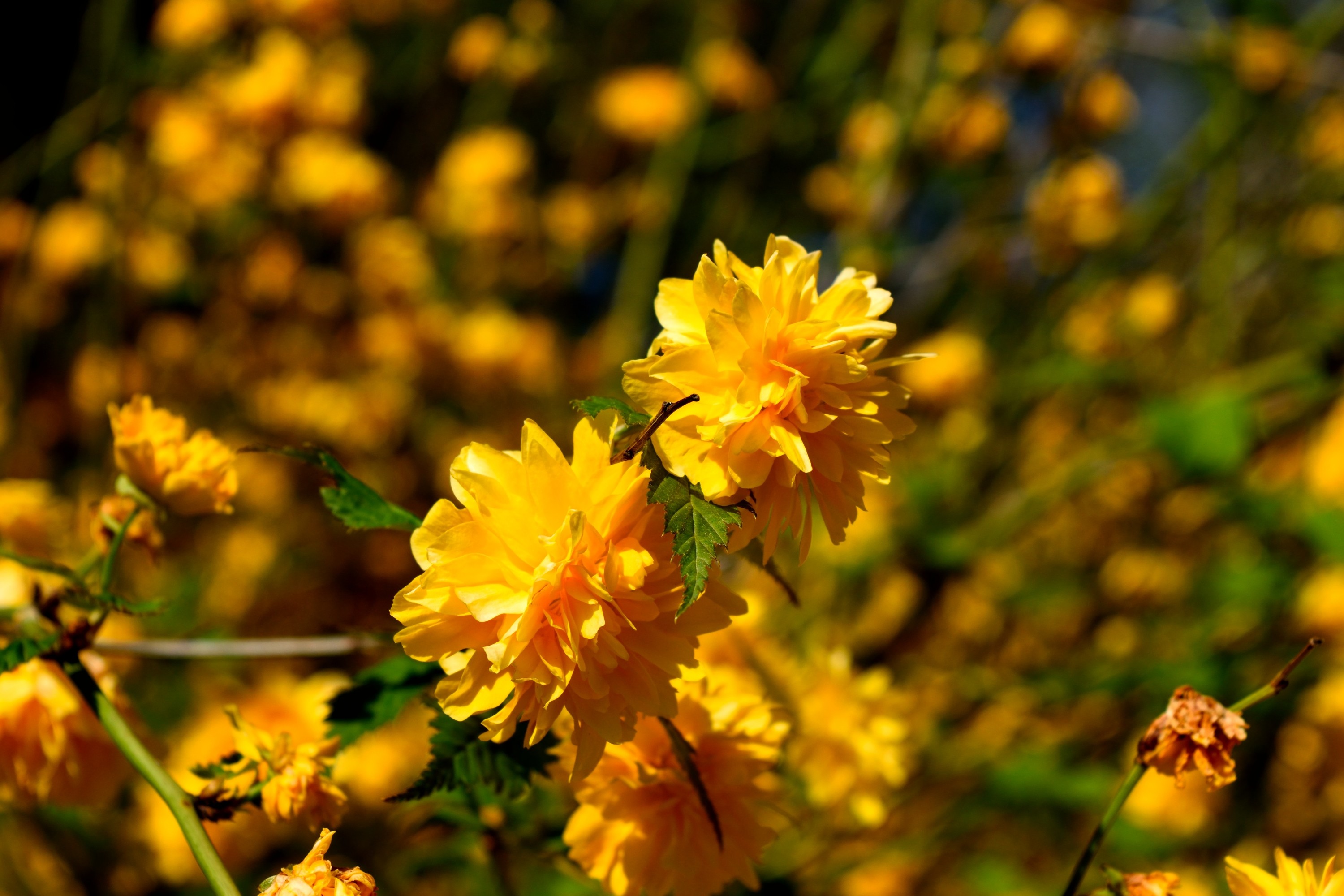 Fonds d'cran Nature Fleurs 