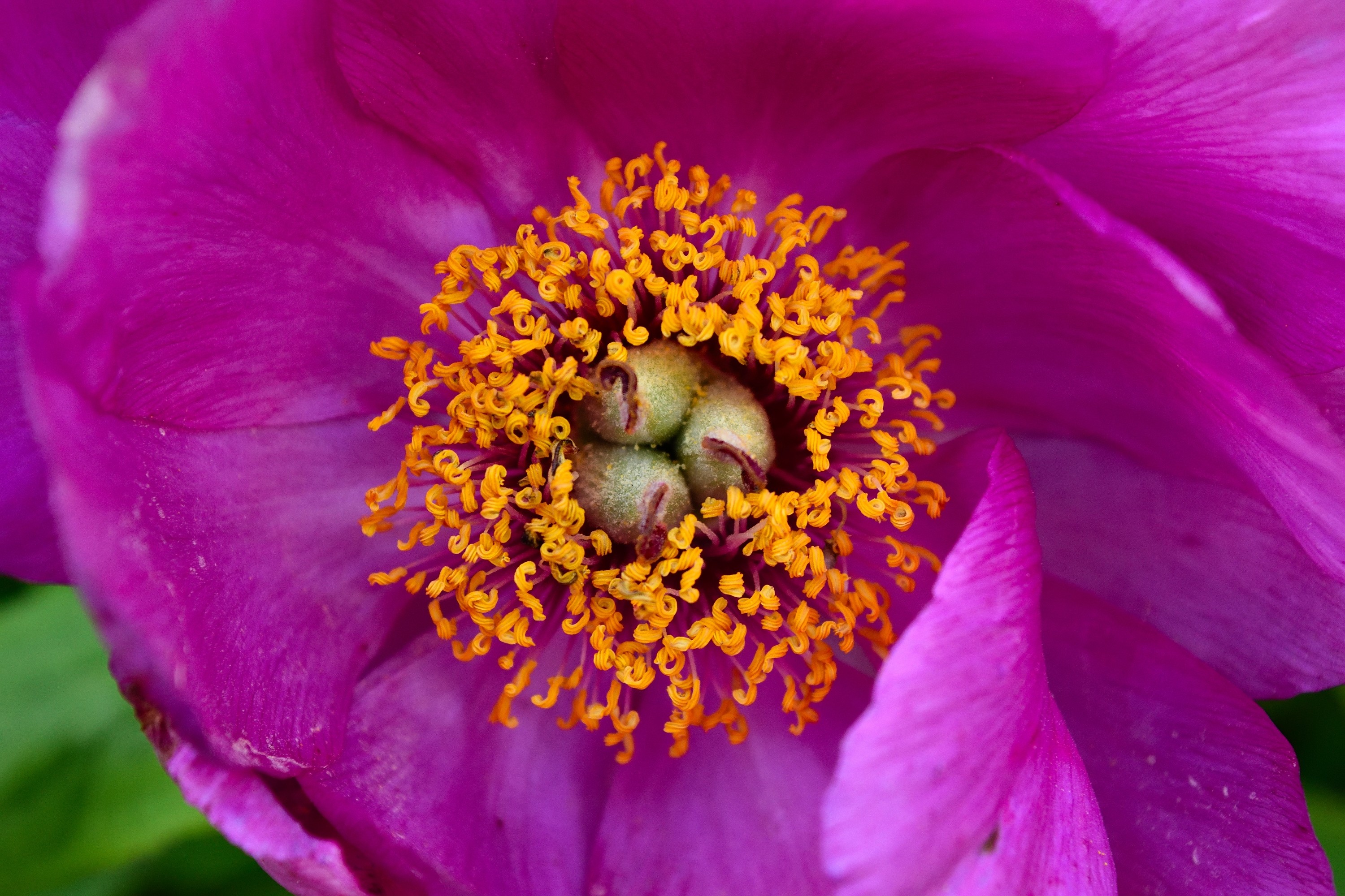 Fonds d'cran Nature Fleurs 