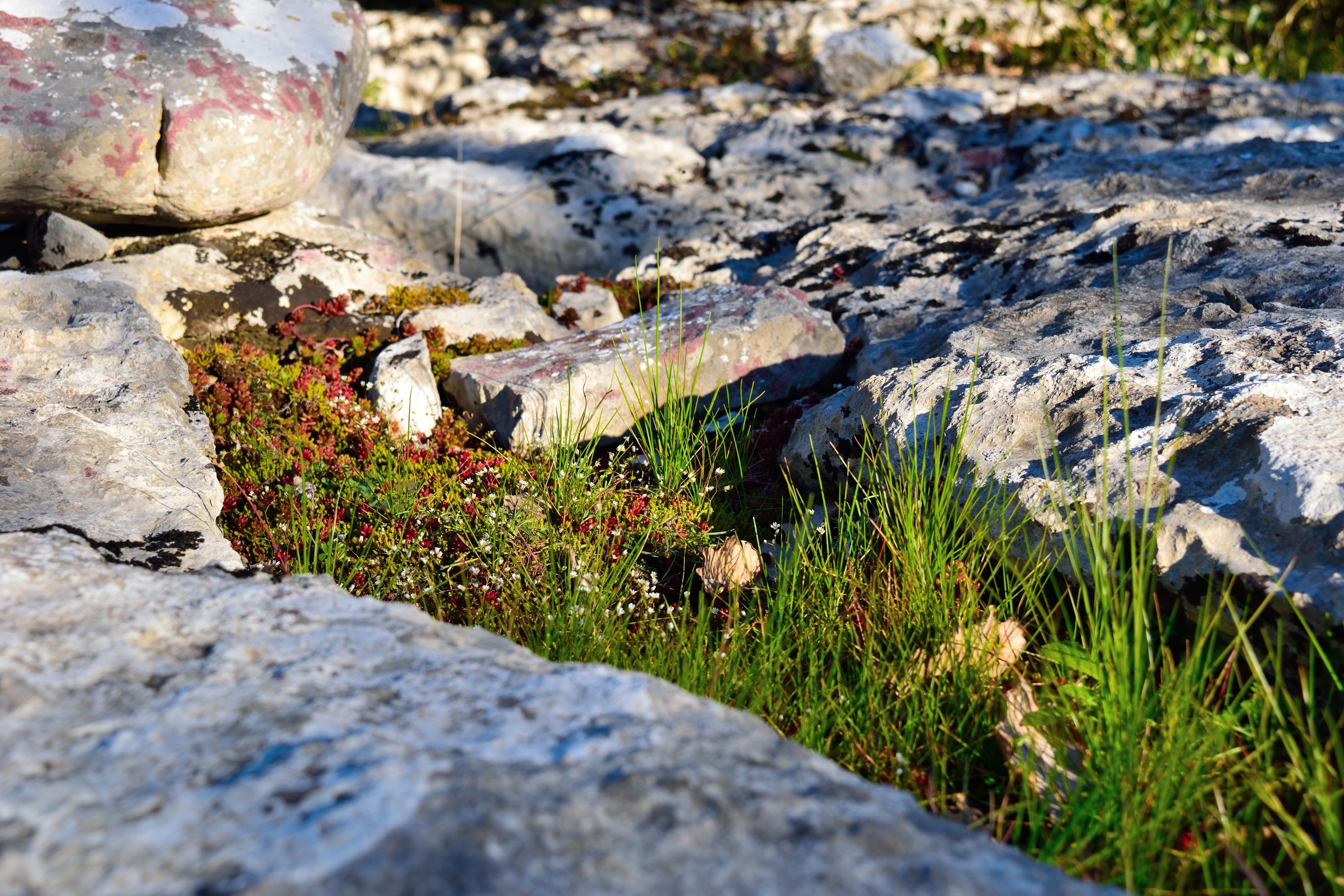 Fonds d'cran Nature Herbes 