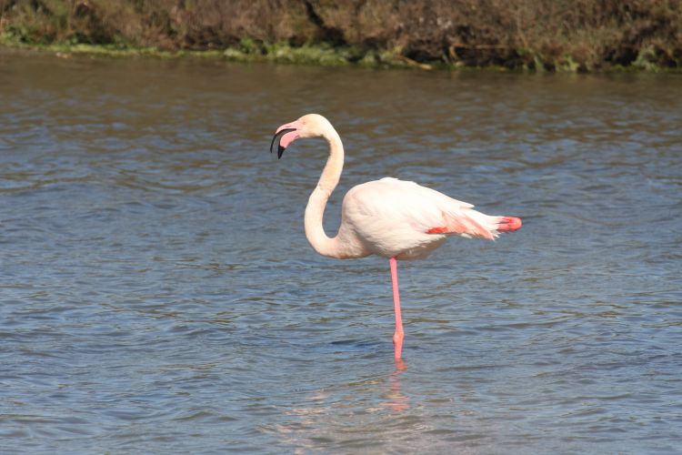 Wallpapers Animals Birds - Flamingos Flamands en Camargue