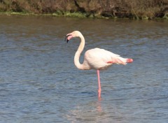  Animaux Flamands en Camargue