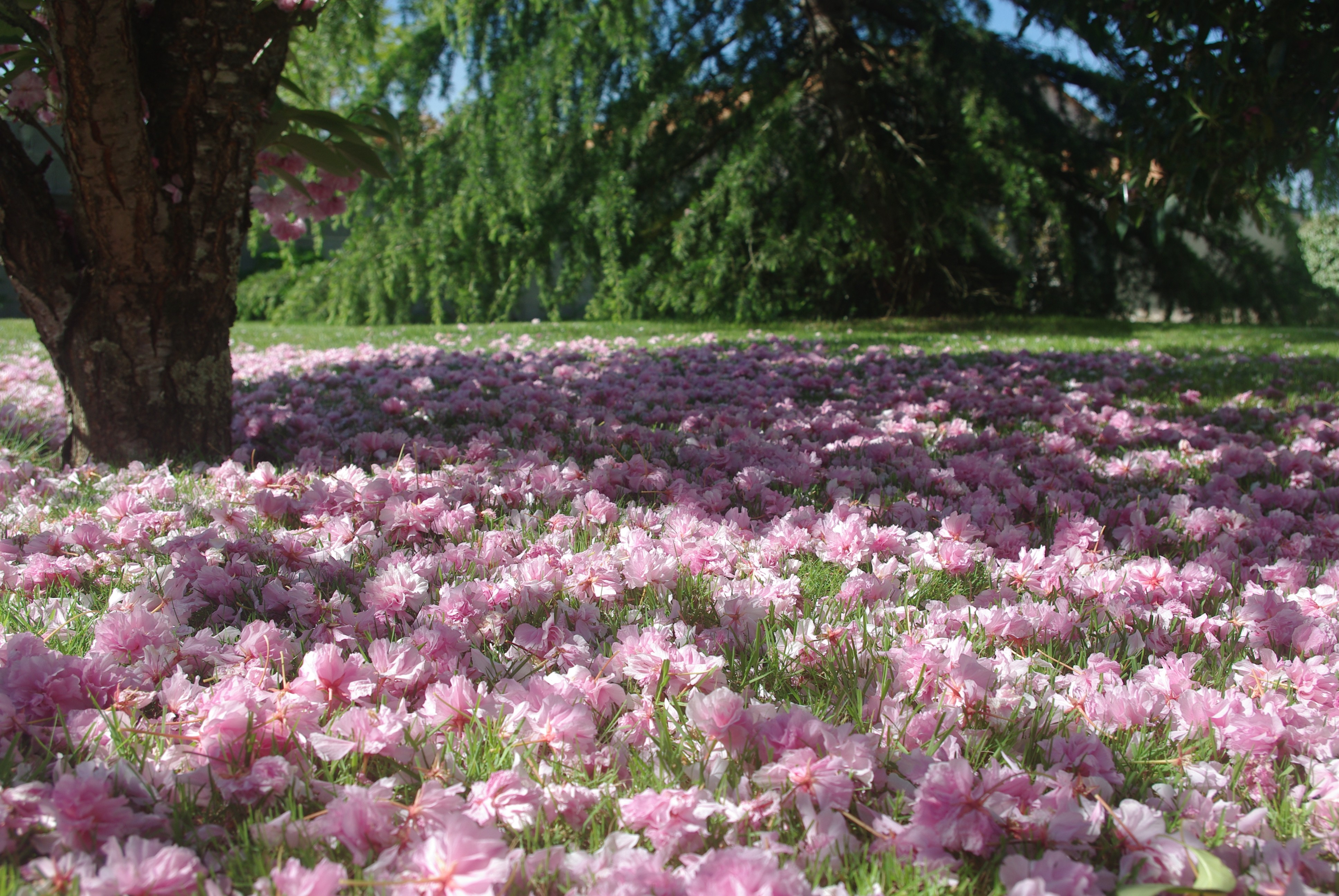 Fonds d'cran Nature Fleurs 